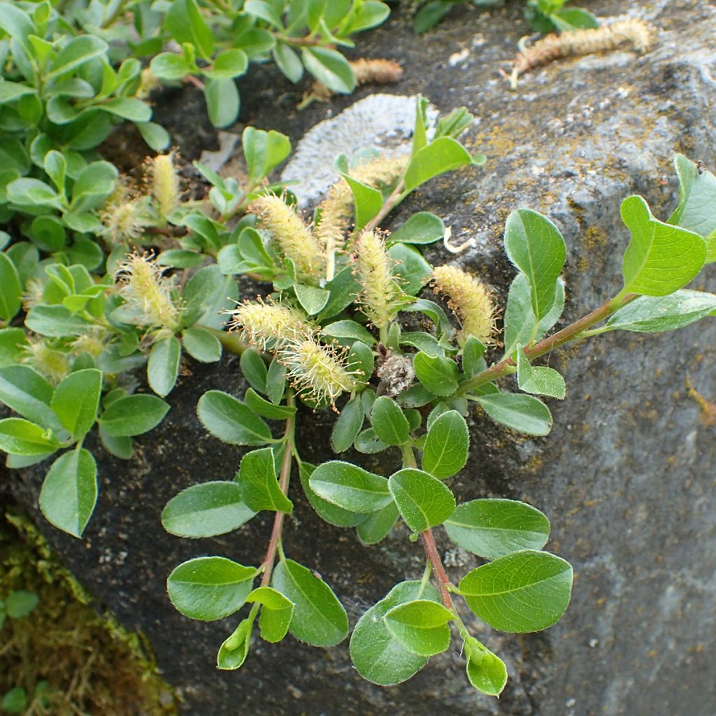 Teppichweide - Salix simulatrix