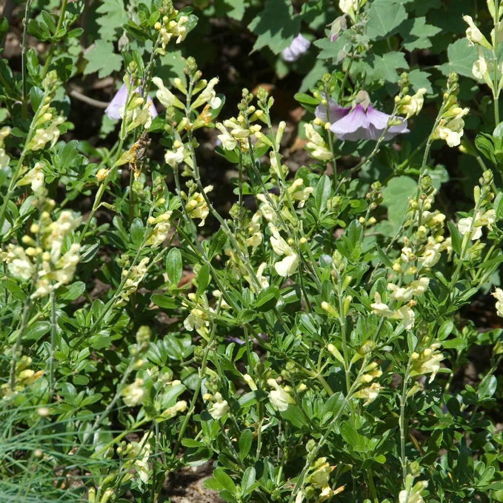 Salvia greggii Sungold - Strauchiger Salbei