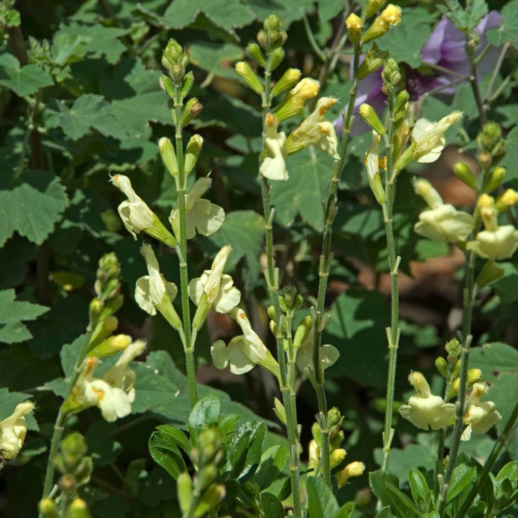 Salvia greggii Sungold - Strauchiger Salbei