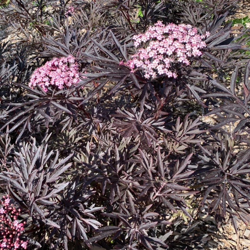 Schwarzer Holunder Cherry Lace - Sambucus nigra