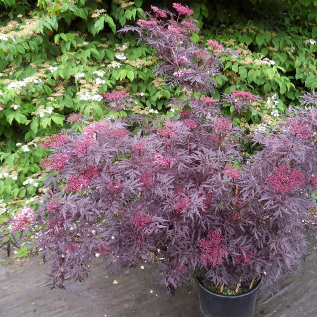 Schwarzer Holunder Cherry Lace - Sambucus nigra