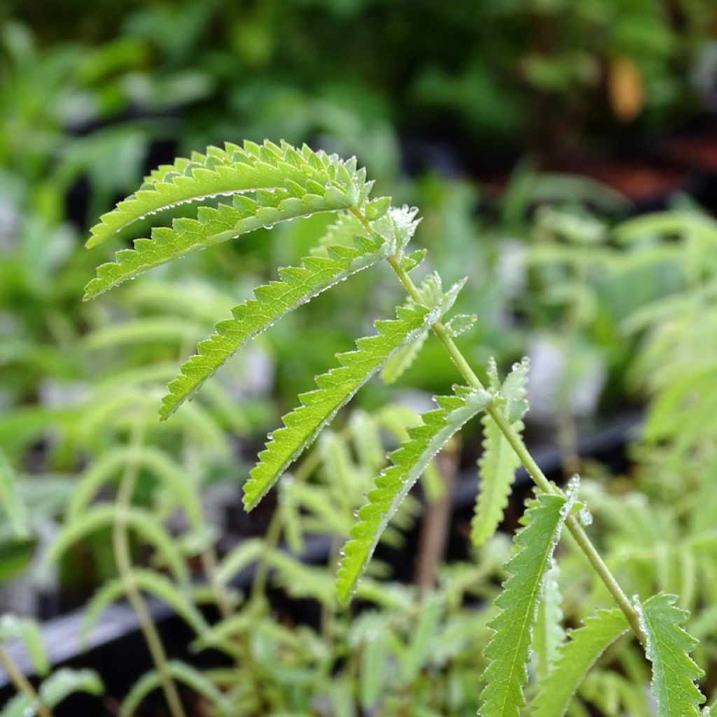 Zierlicher Wiesenknopf Alba - Sanguisorba tenuifolia