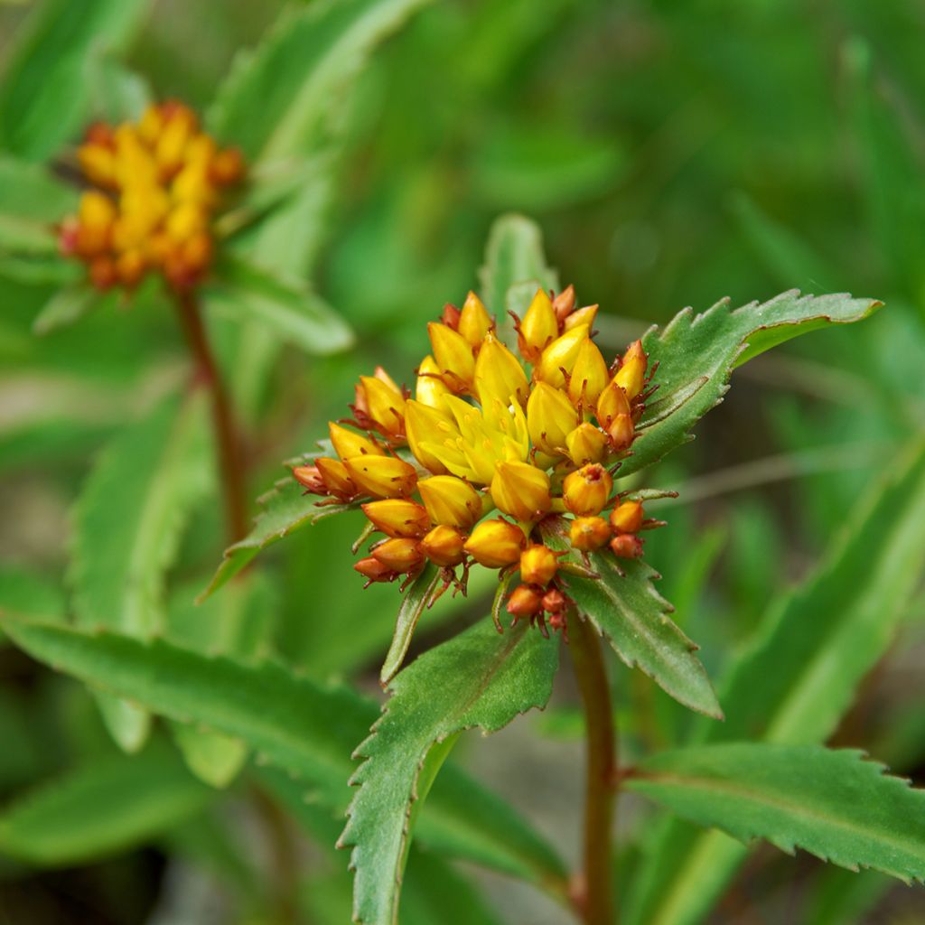 Fetthenne - Sedum aizoon