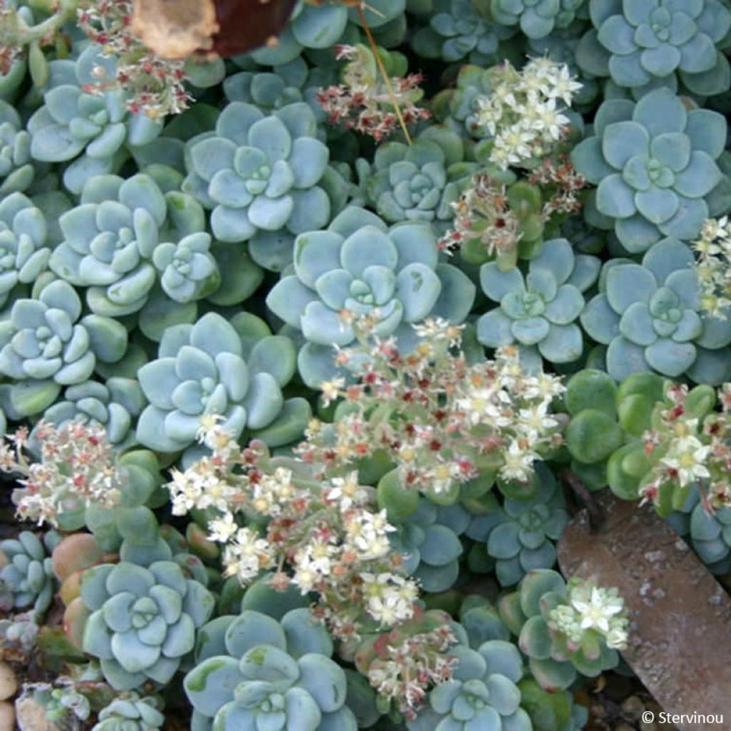 Fetthenne - Sedum clavatum