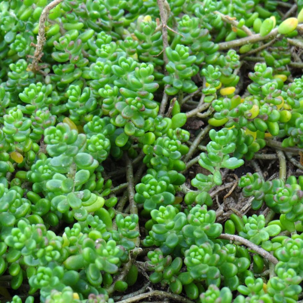 Fetthenne - Sedum divergens