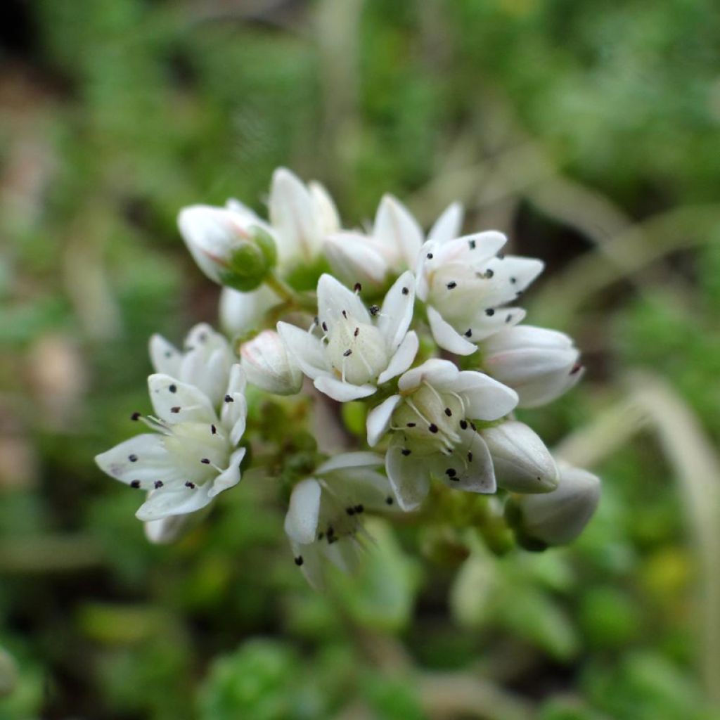 Fetthenne - Sedum divergens