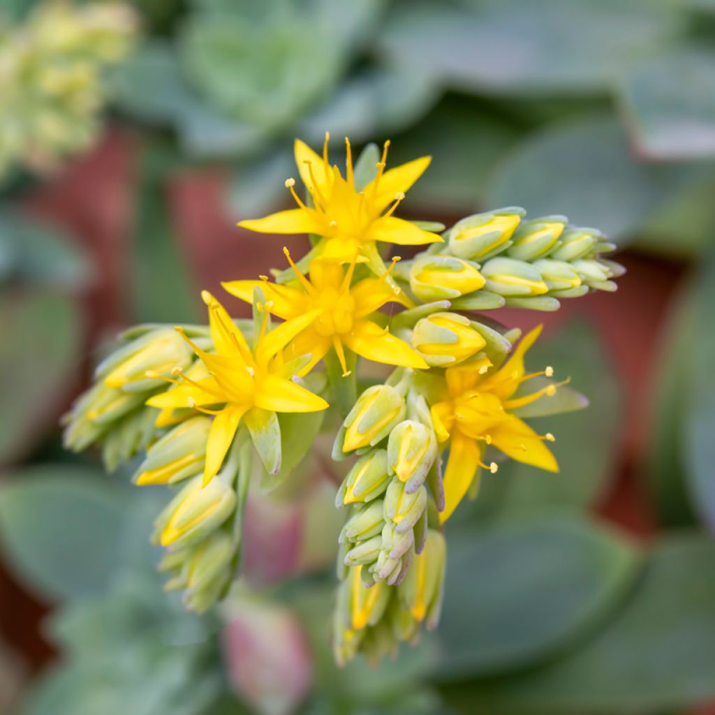 Fetthenne - Sedum palmeri