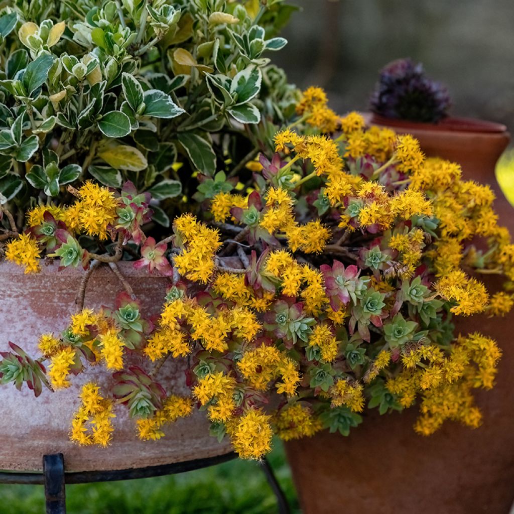 Fetthenne - Sedum palmeri