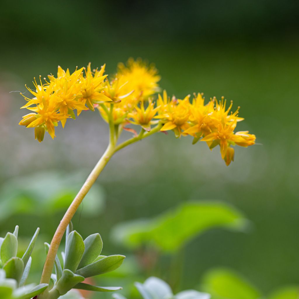 Fetthenne - Sedum palmeri