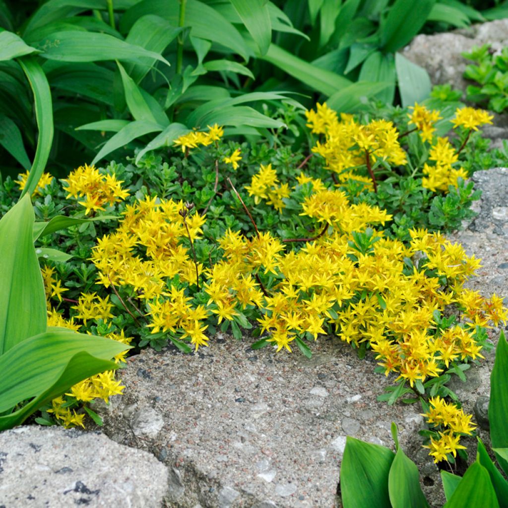 Fetthenne - Sedum palmeri