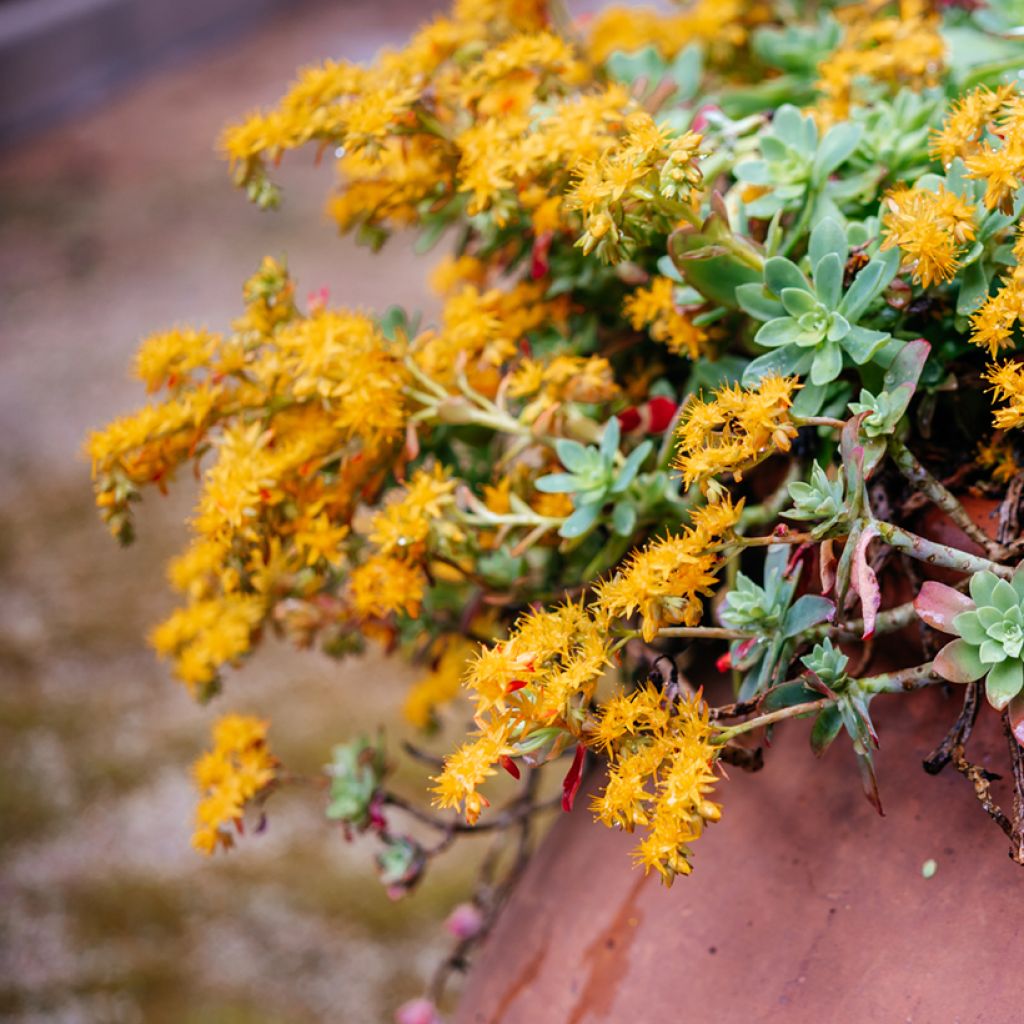 Fetthenne - Sedum palmeri