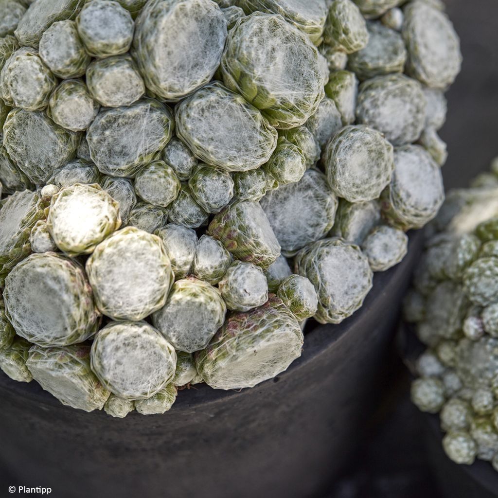 Hauswurz Colorockz Arctic White - Sempervivum arachnoideum