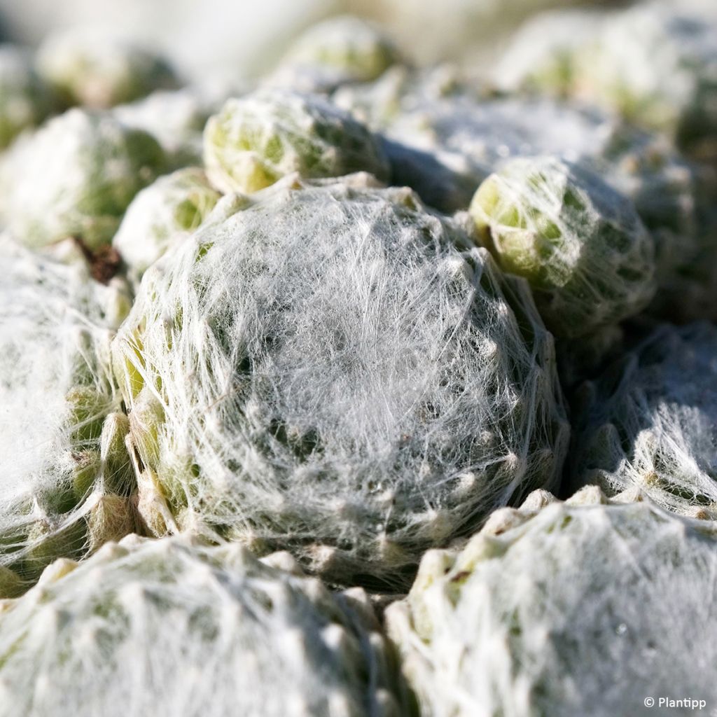 Hauswurz Colorockz Arctic White - Sempervivum arachnoideum