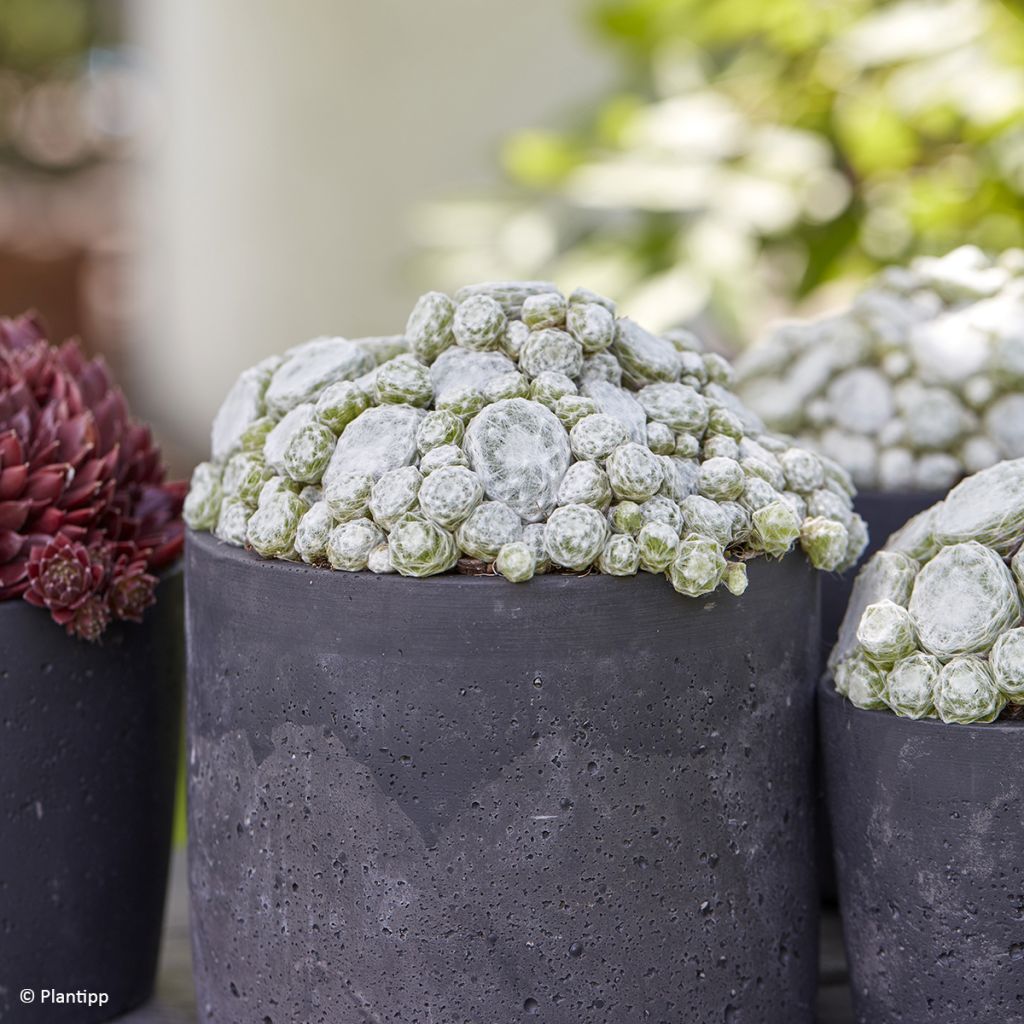 Hauswurz Colorockz Arctic White - Sempervivum arachnoideum