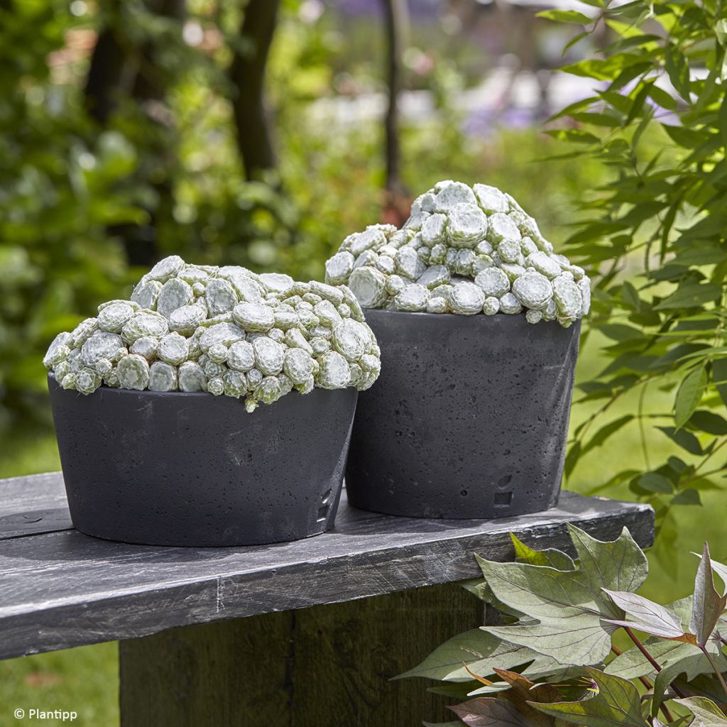 Hauswurz Colorockz Arctic White - Sempervivum arachnoideum