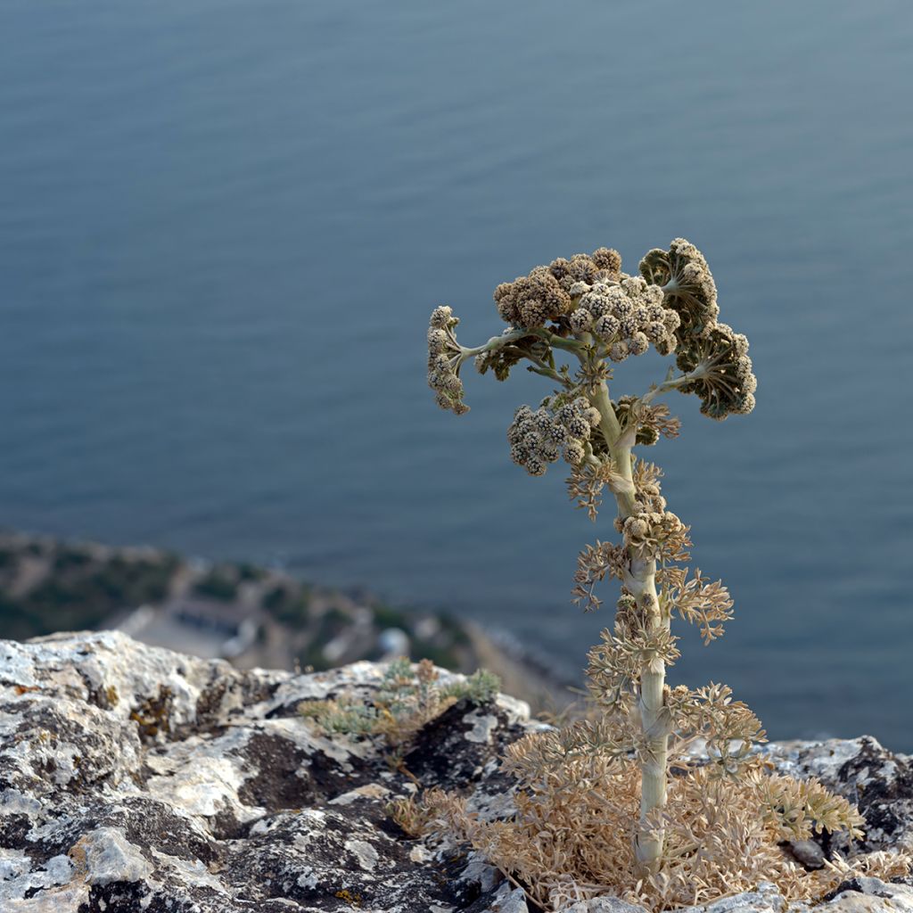 Seseli gummiferum - Grauer Bergfenchel