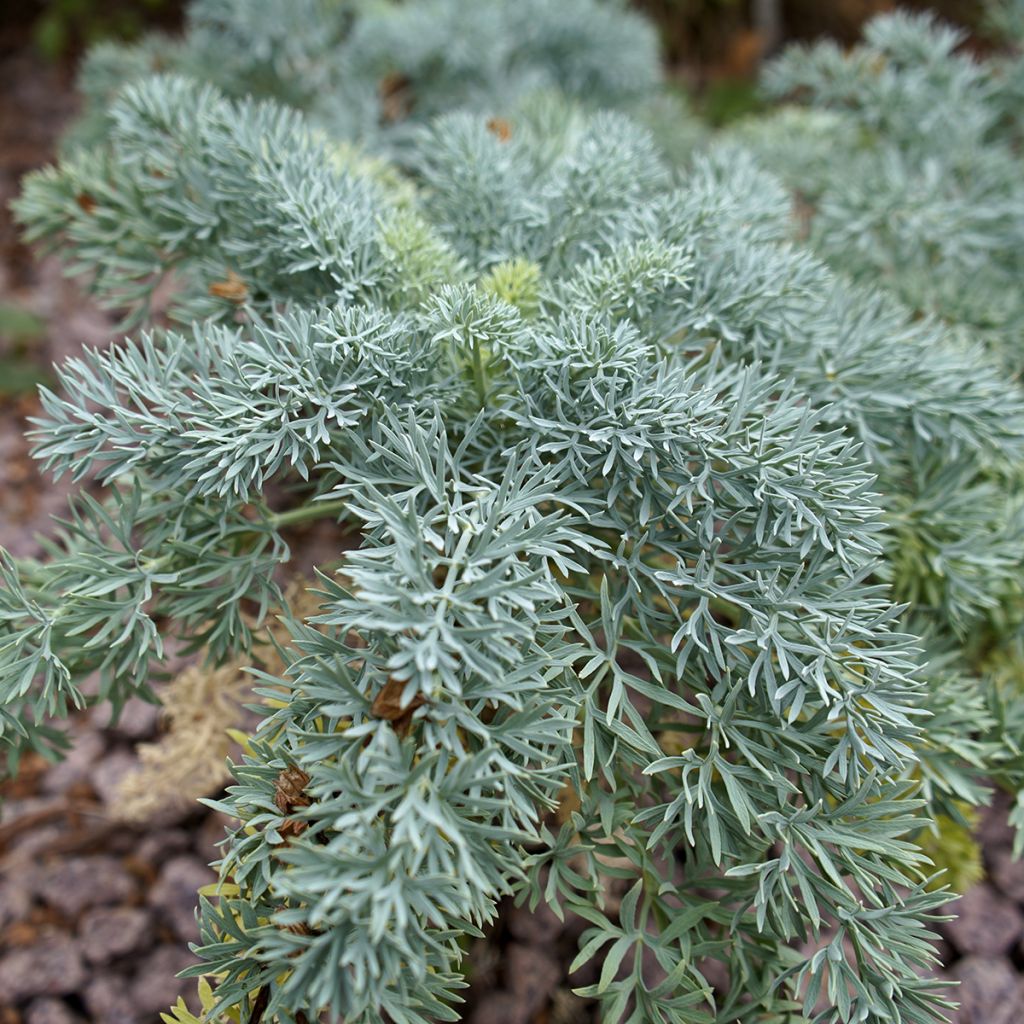 Seseli gummiferum - Grauer Bergfenchel