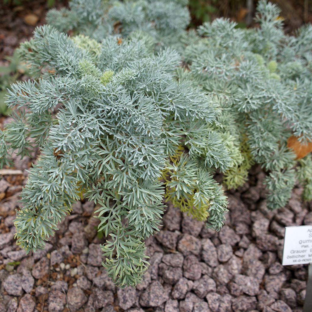 Seseli gummiferum - Grauer Bergfenchel