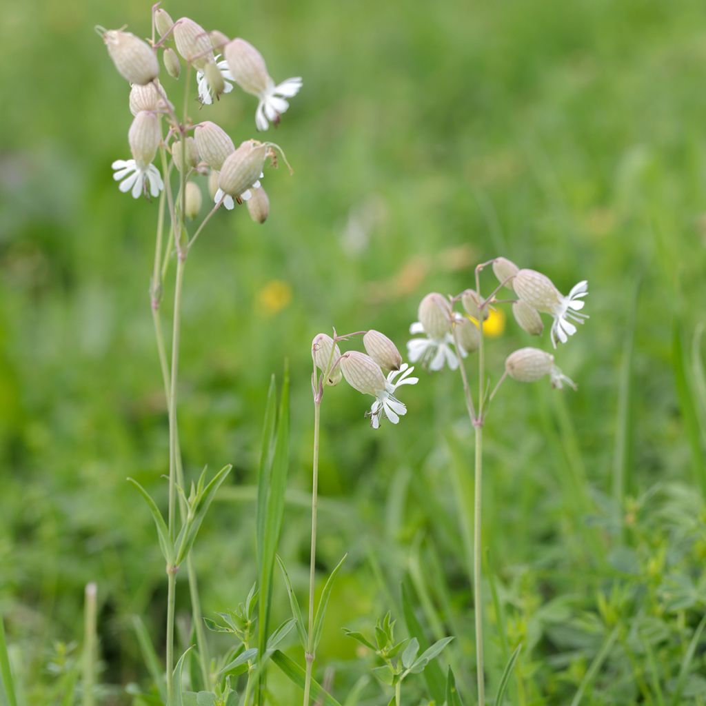 Taubenkropf-Leimkraut - Silene vulgaris