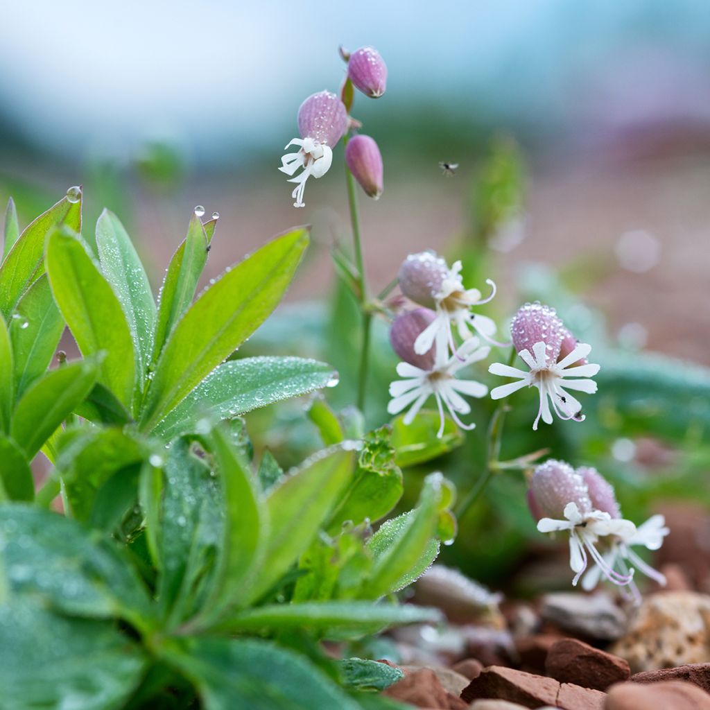 Taubenkropf-Leimkraut - Silene vulgaris