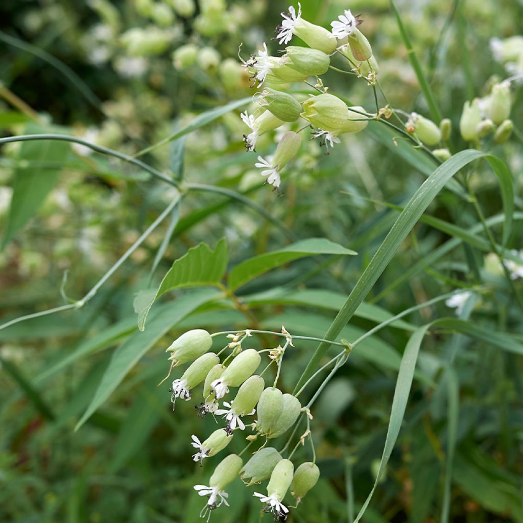 Taubenkropf-Leimkraut - Silene vulgaris