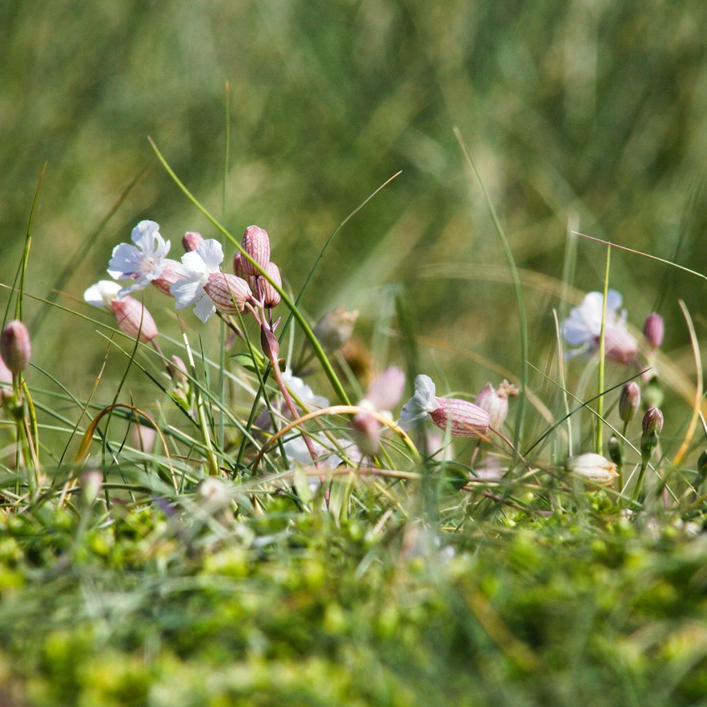 Taubenkropf-Leimkraut - Silene vulgaris