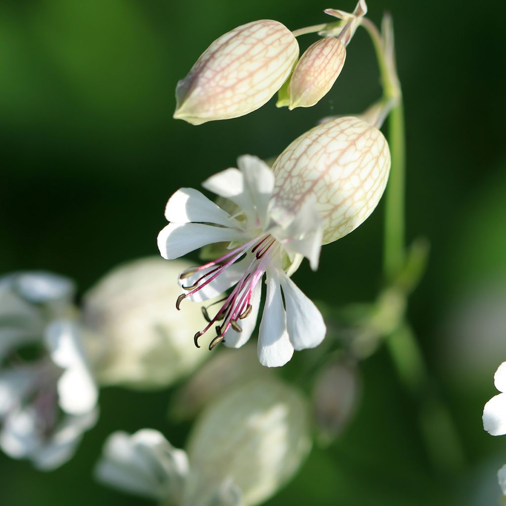 Taubenkropf-Leimkraut - Silene vulgaris