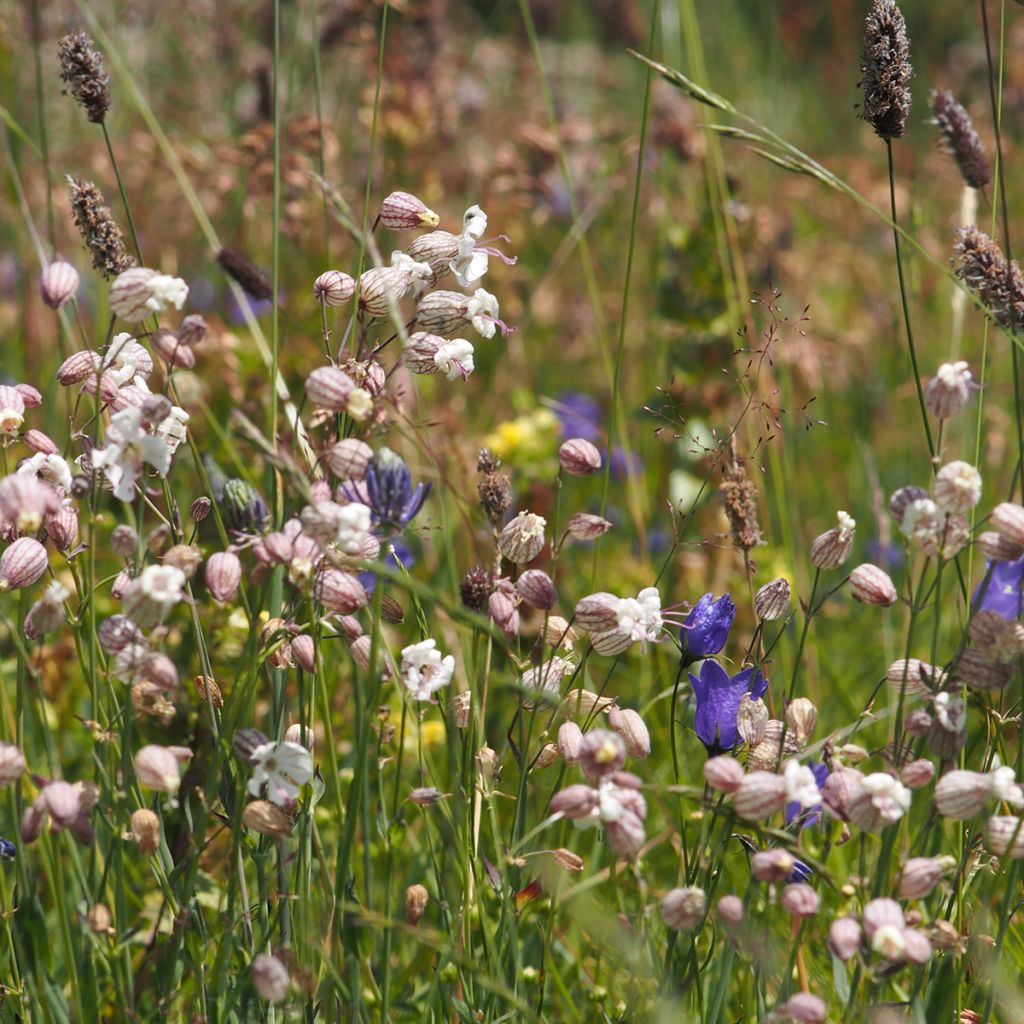 Taubenkropf-Leimkraut - Silene vulgaris