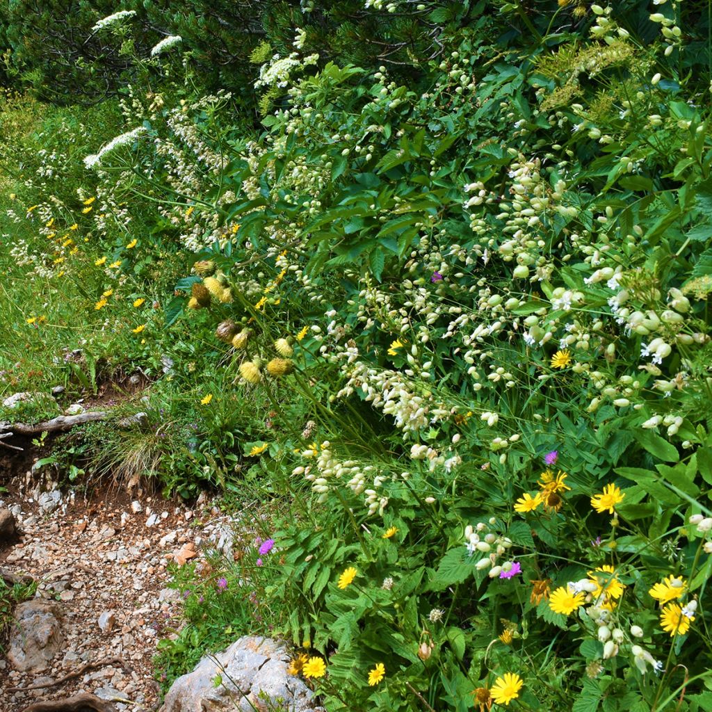 Taubenkropf-Leimkraut - Silene vulgaris