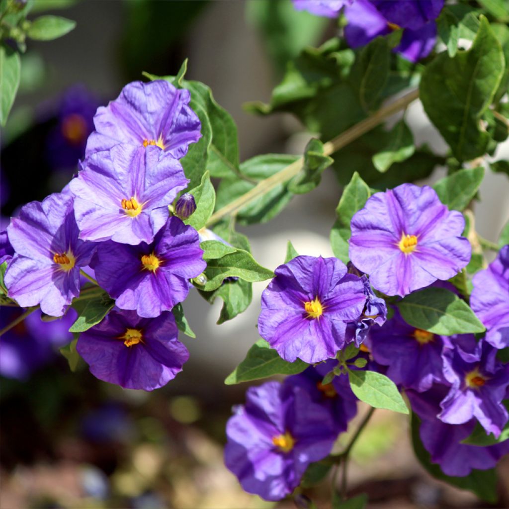 Solanum rantonnetii - Enzianstrauch