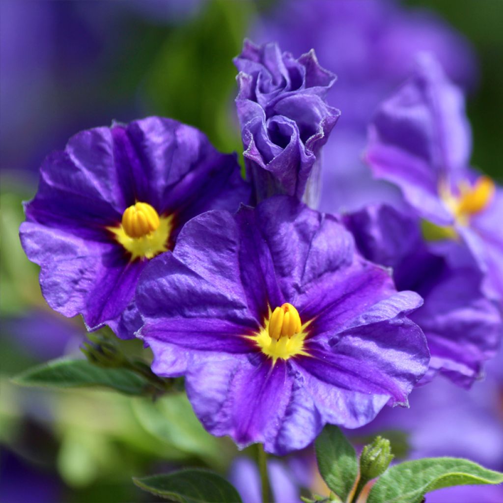 Solanum rantonnetii - Enzianstrauch