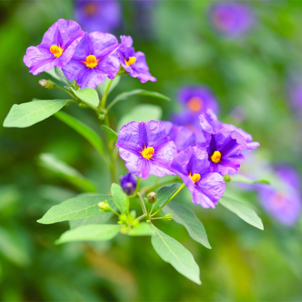 Solanum rantonnetii - Enzianstrauch