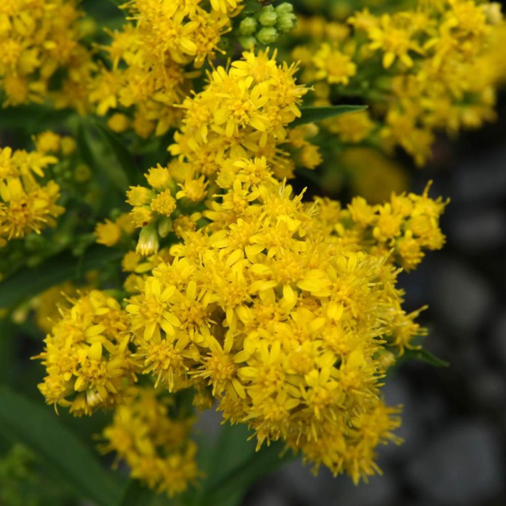 Goldrute - Solidago cutleri