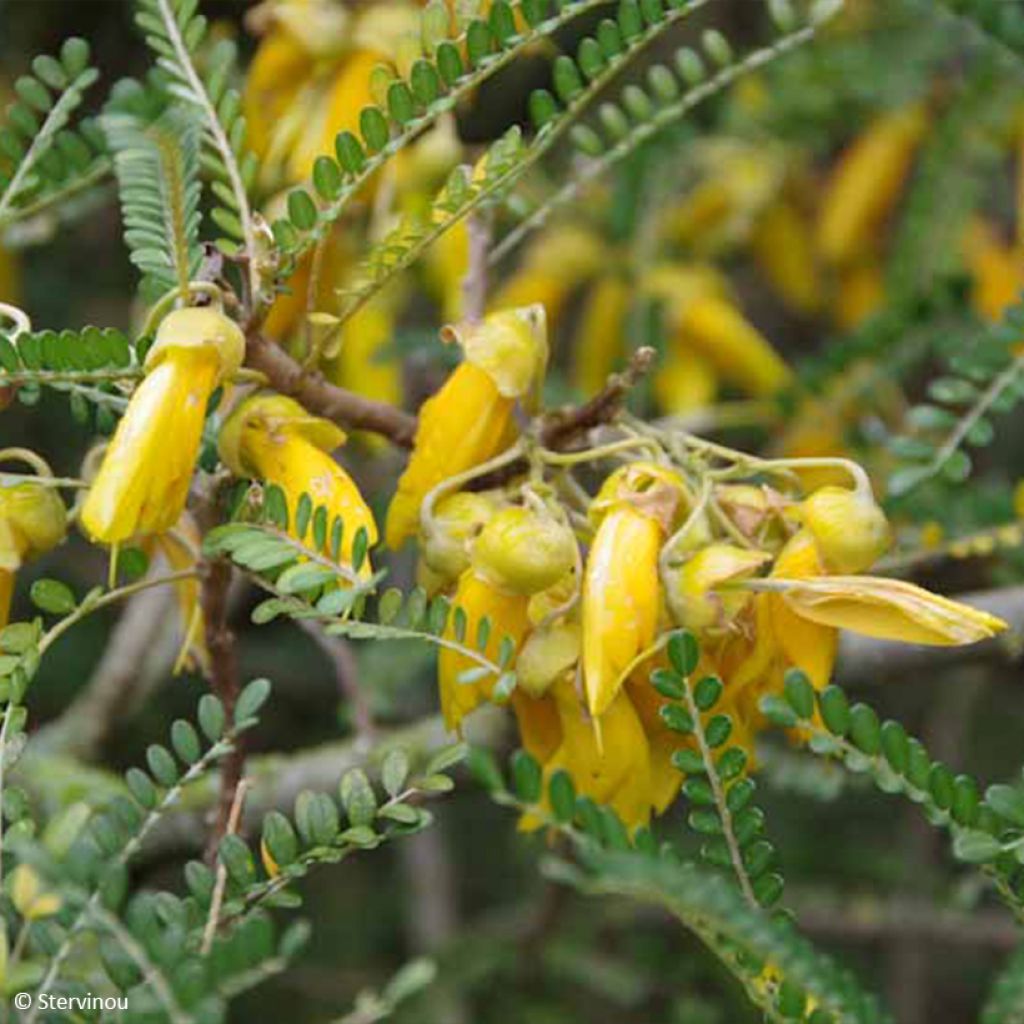 Sophora microphylla Dragon's Gold - Feinblättriger Schnurbaum