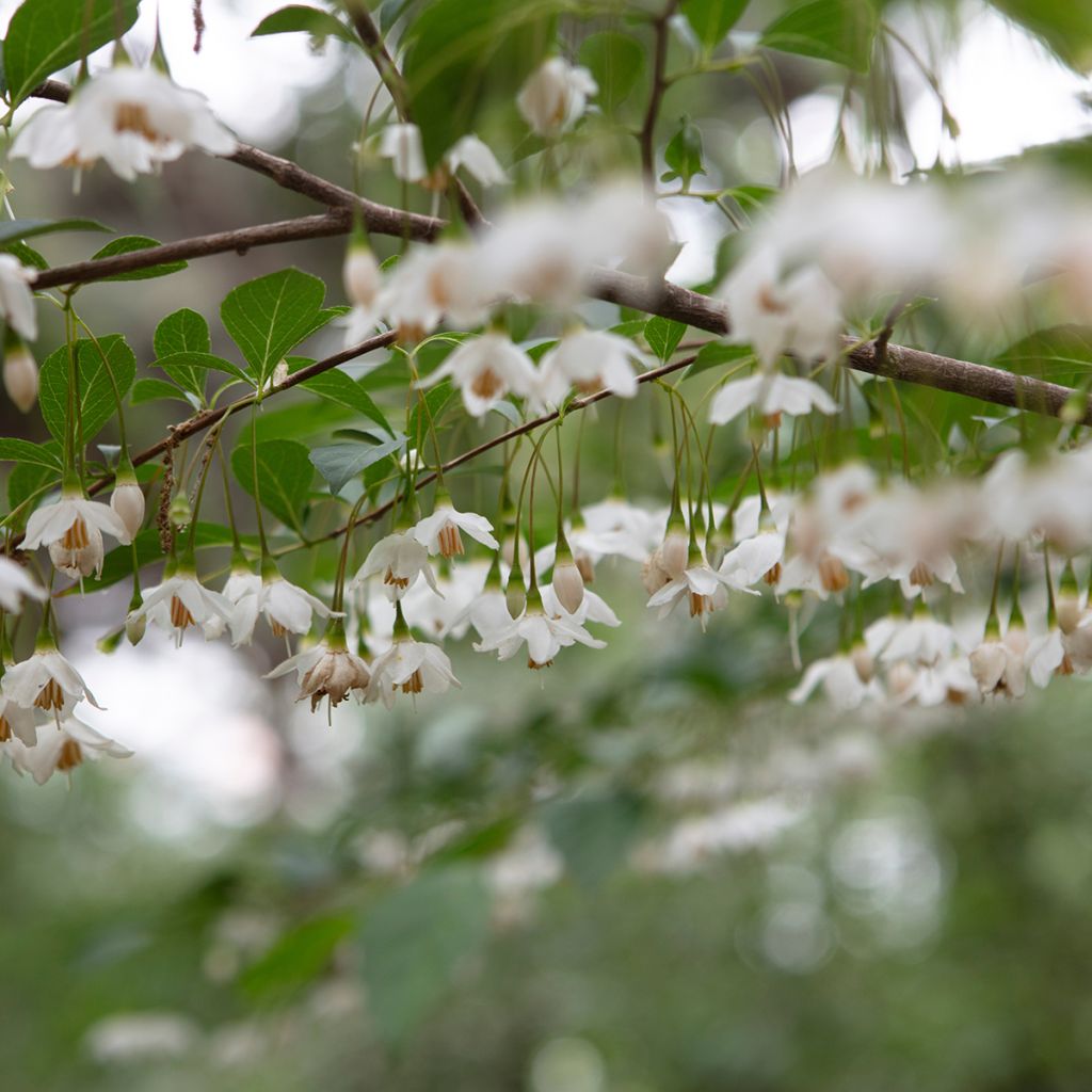 Japanische Storaxbaum Snowfall - Styrax japonica