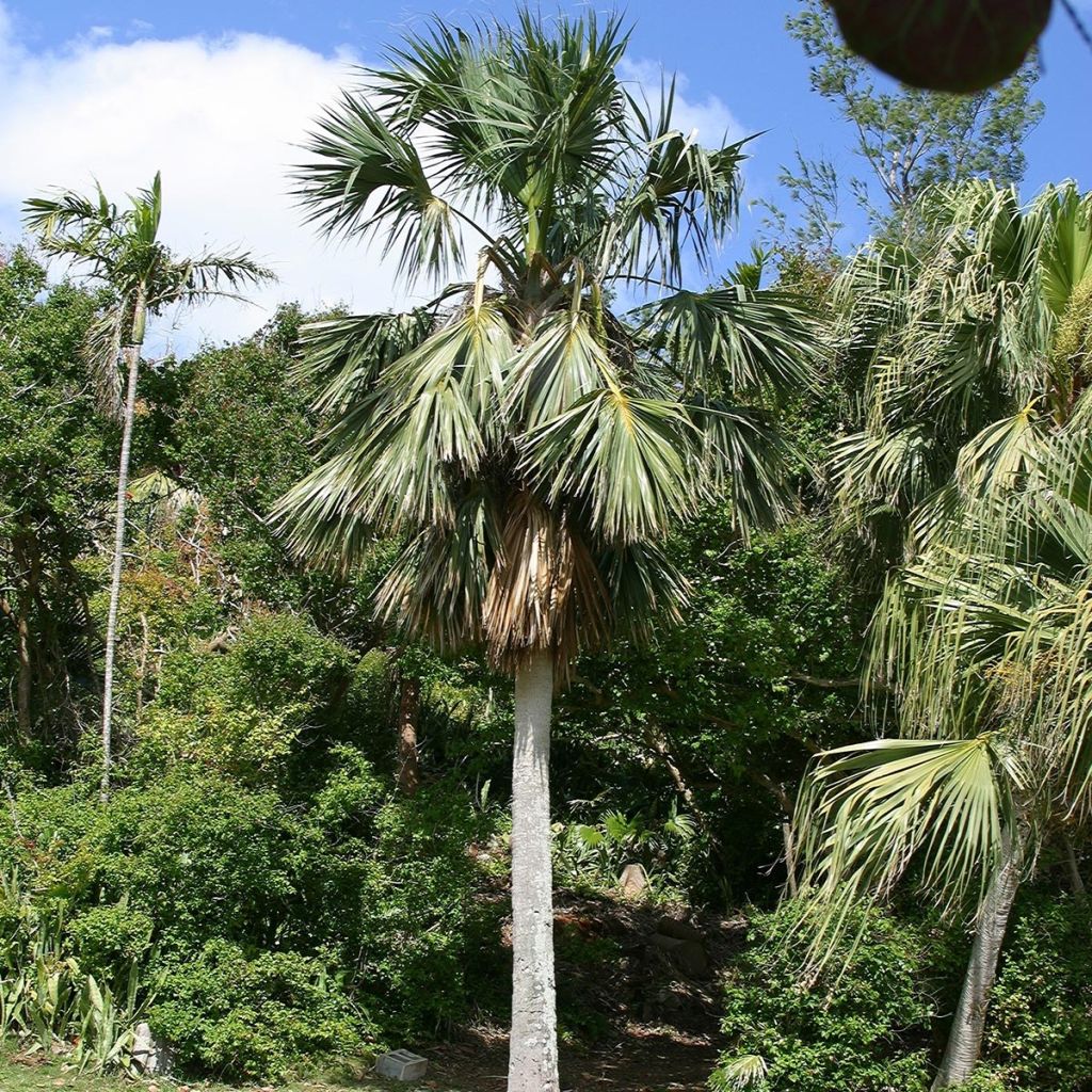 Sabal bermudana - Bermuda-Palmettopalme