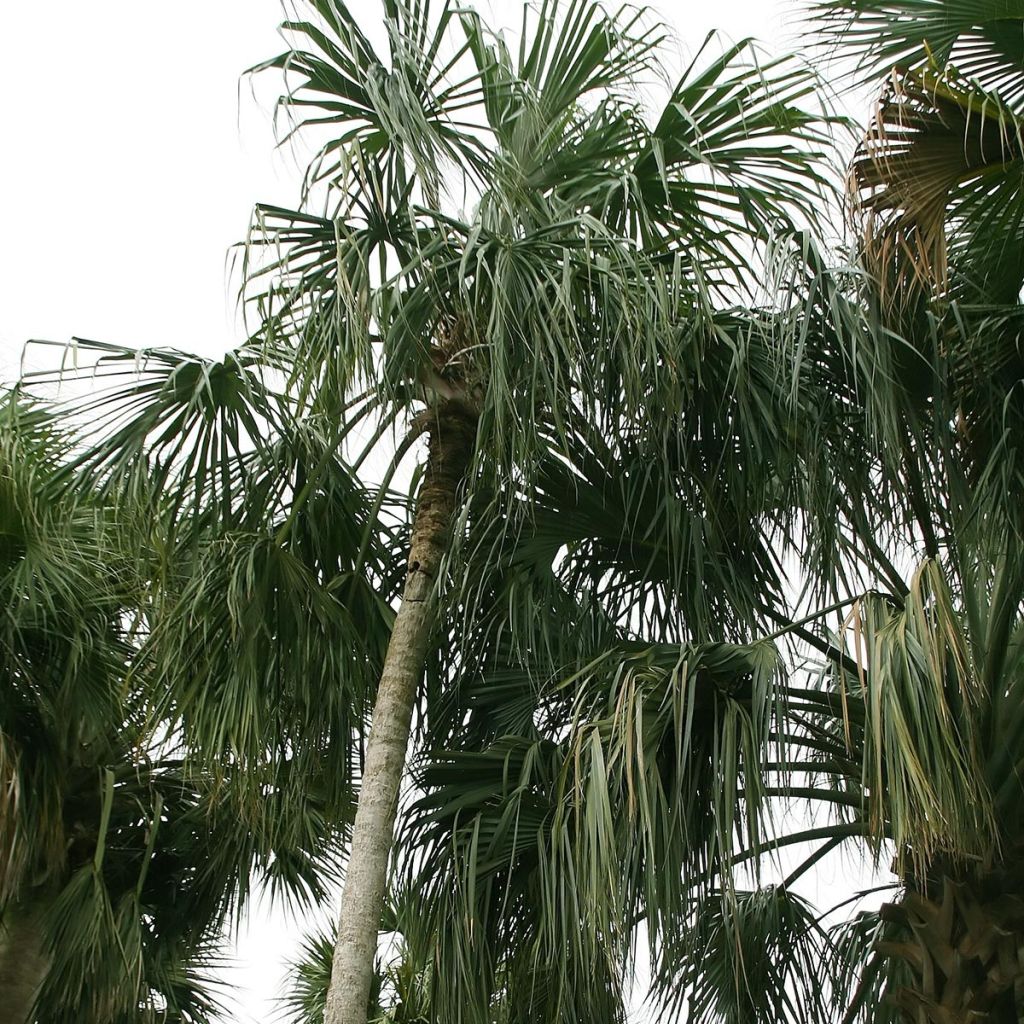 Sabal mauritiiformis - Mauritius-Palmettopalme