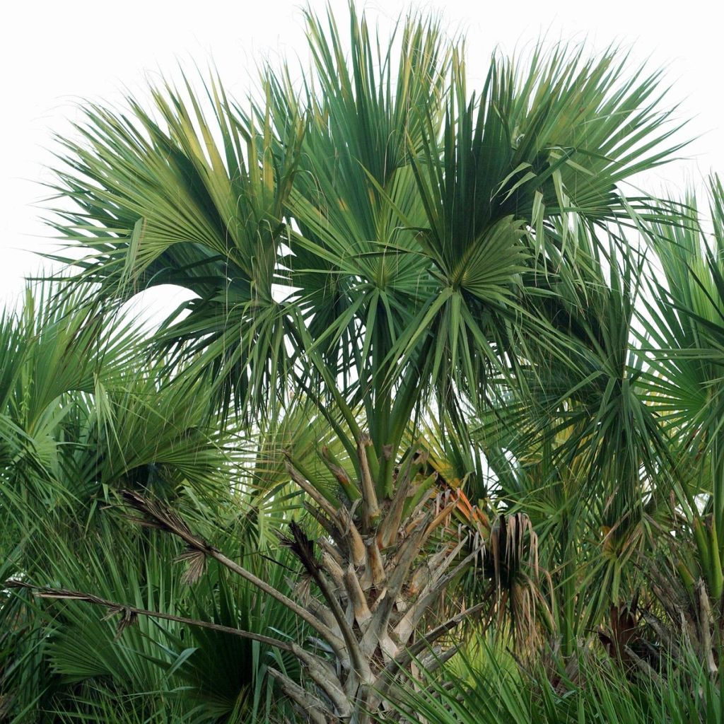 Sabal mexicana - Mexikanische Palmettopalme