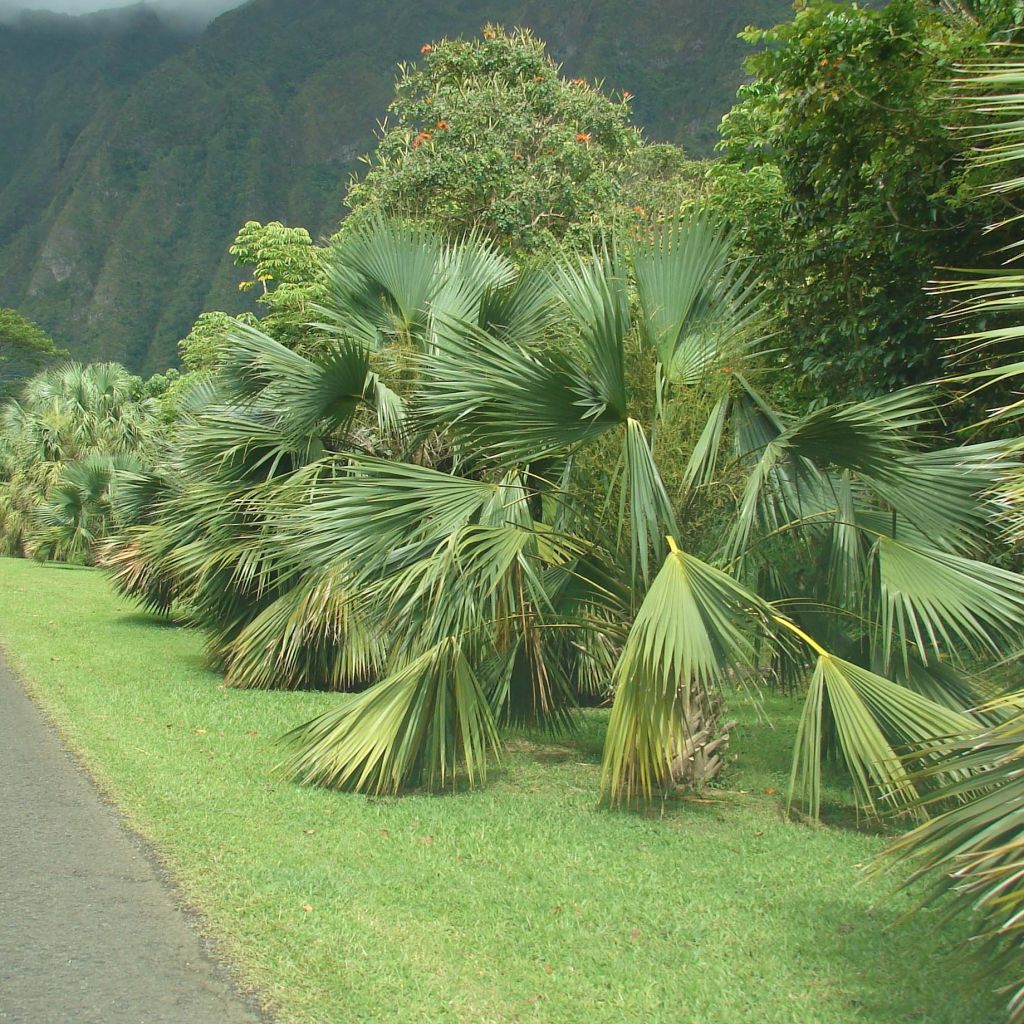 Sabal palmetto - Gewöhnliche Palmettopalme