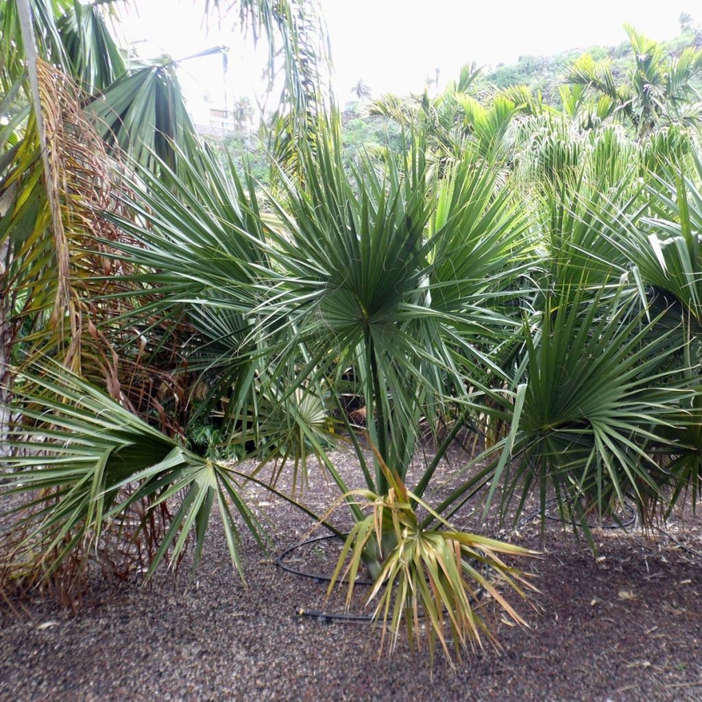 Sabal yapa - Yapa-Palmettopalme