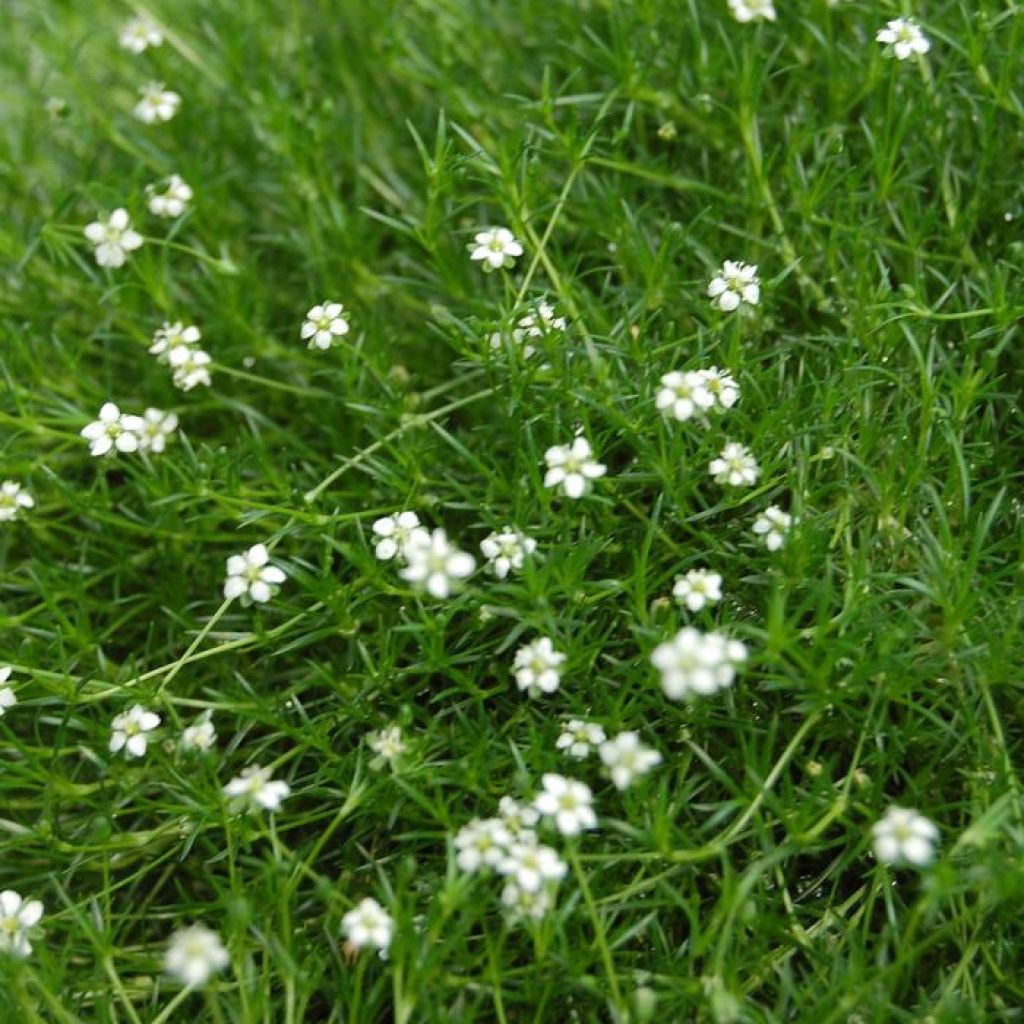 Sagina subulata Green Moss - Pfriemblättriges Mastkraut