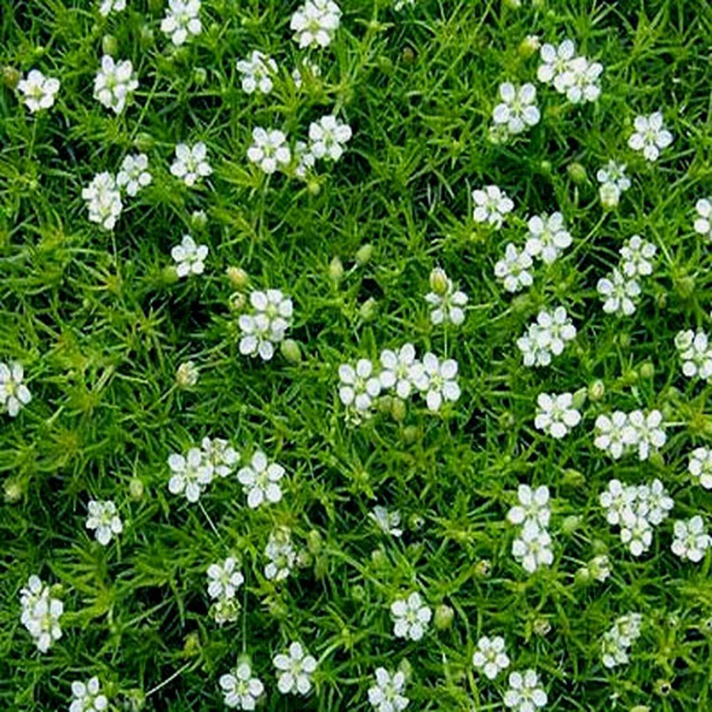 Sagina subulata Green Moss - Pfriemblättriges Mastkraut