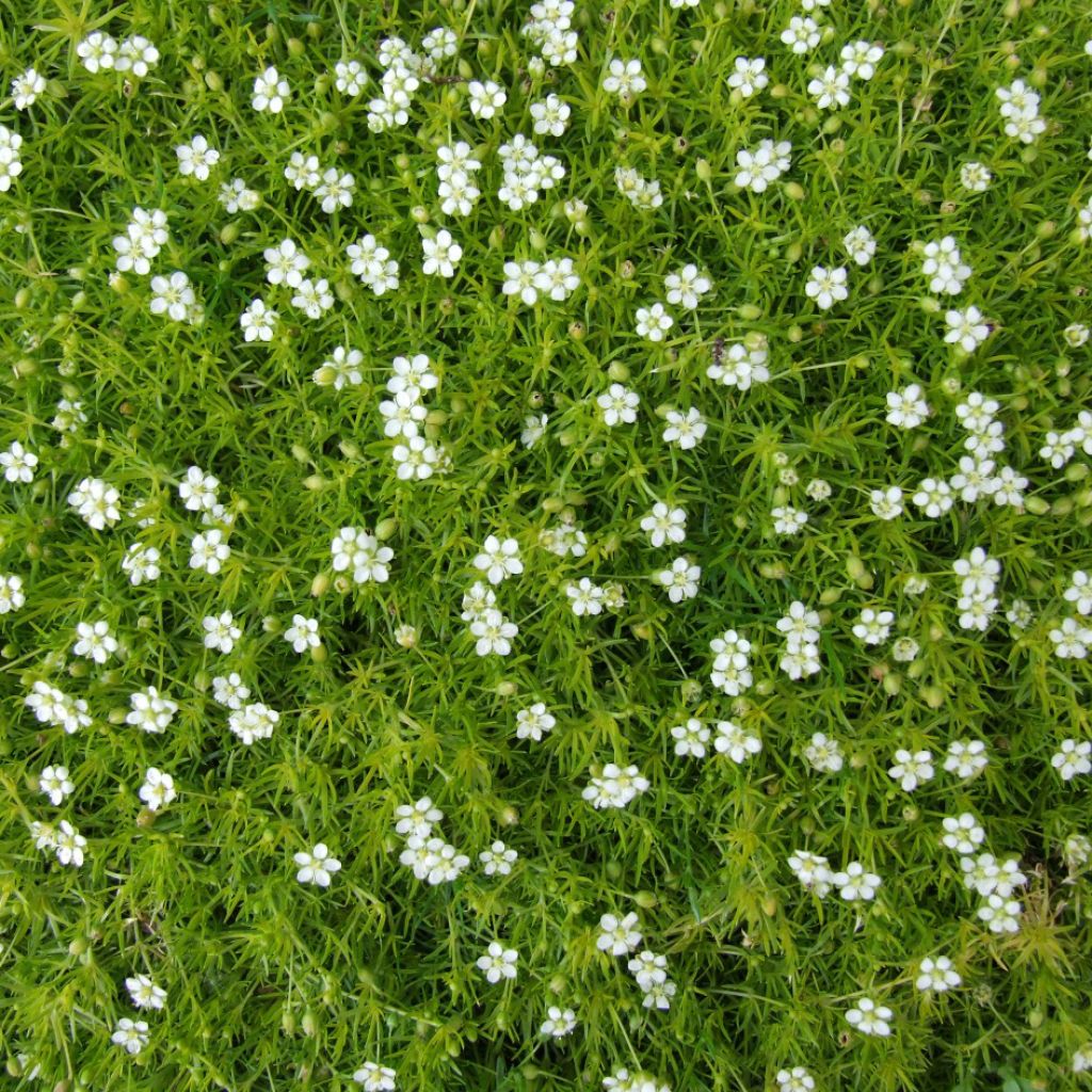 Sagina subulata - Pfriemblättriges Mastkraut