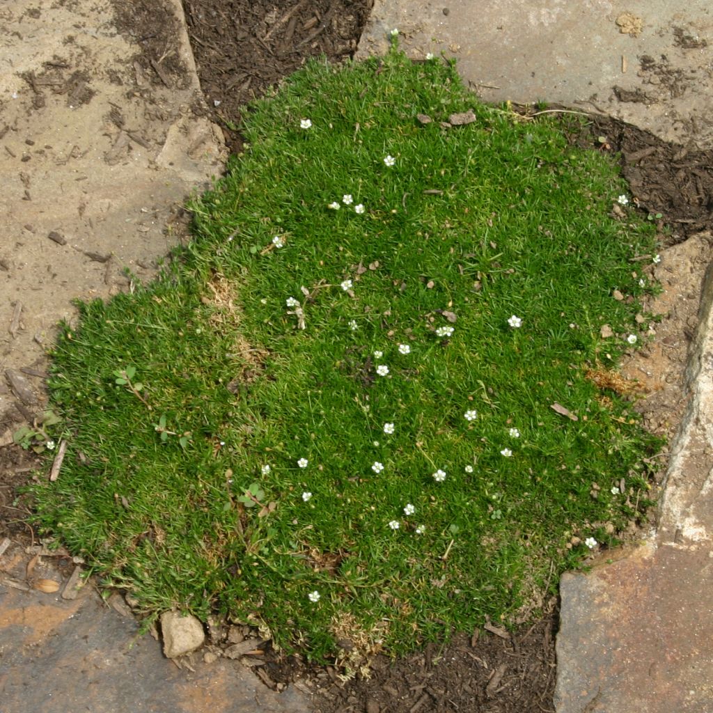 Sagina subulata - Pfriemblättriges Mastkraut