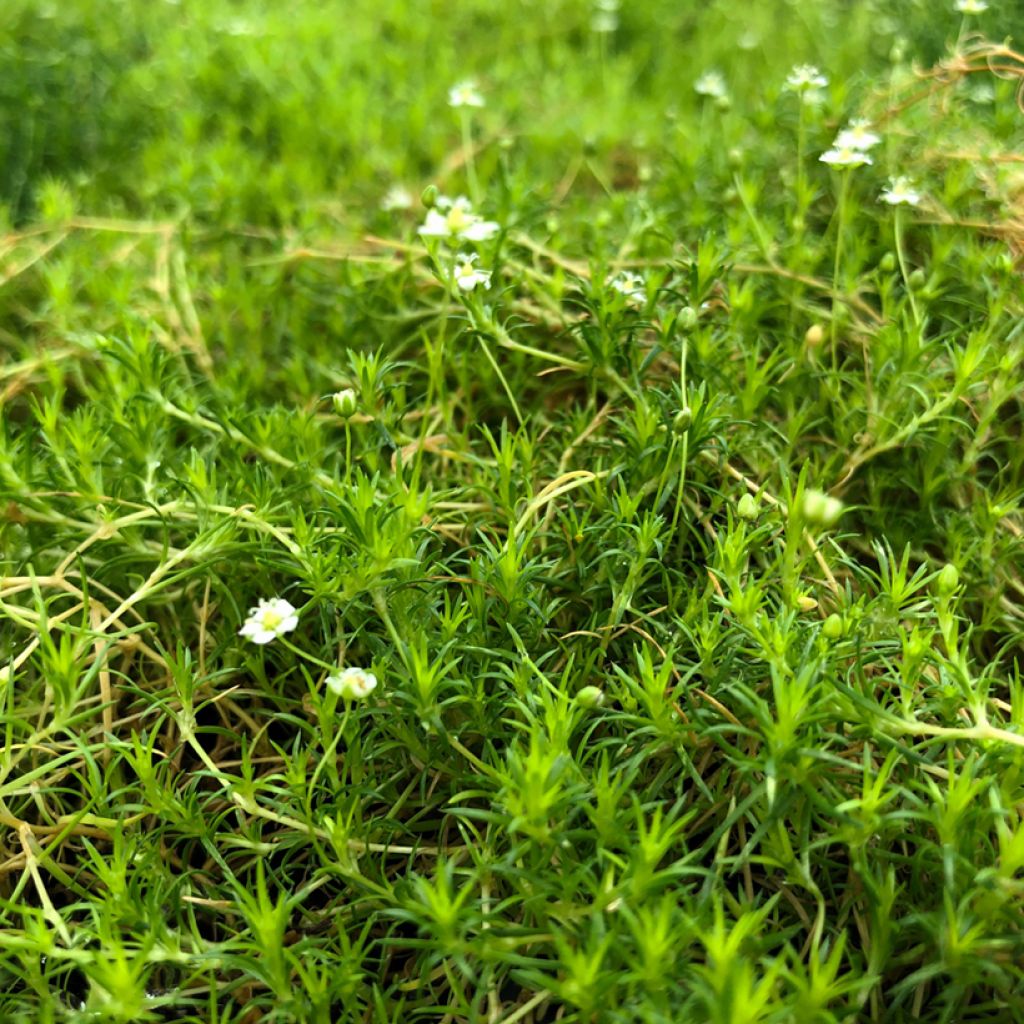 Sagina subulata Scottish Moss - Pfriemblättriges Mastkraut