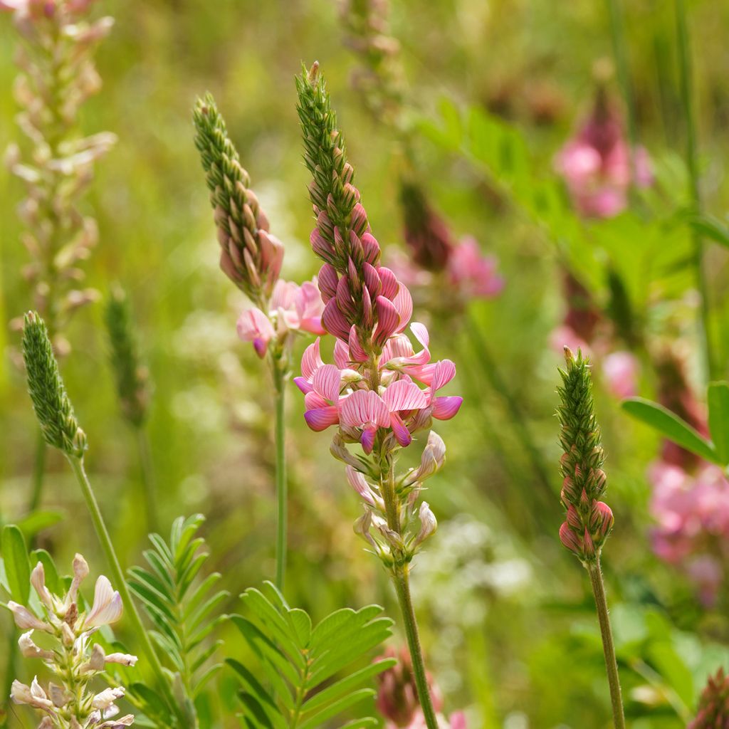 Futter-Esparette - Onobrychis viciifolia