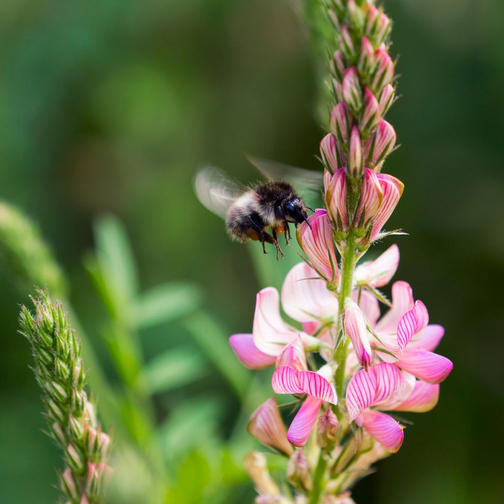 Futter-Esparette - Onobrychis viciifolia