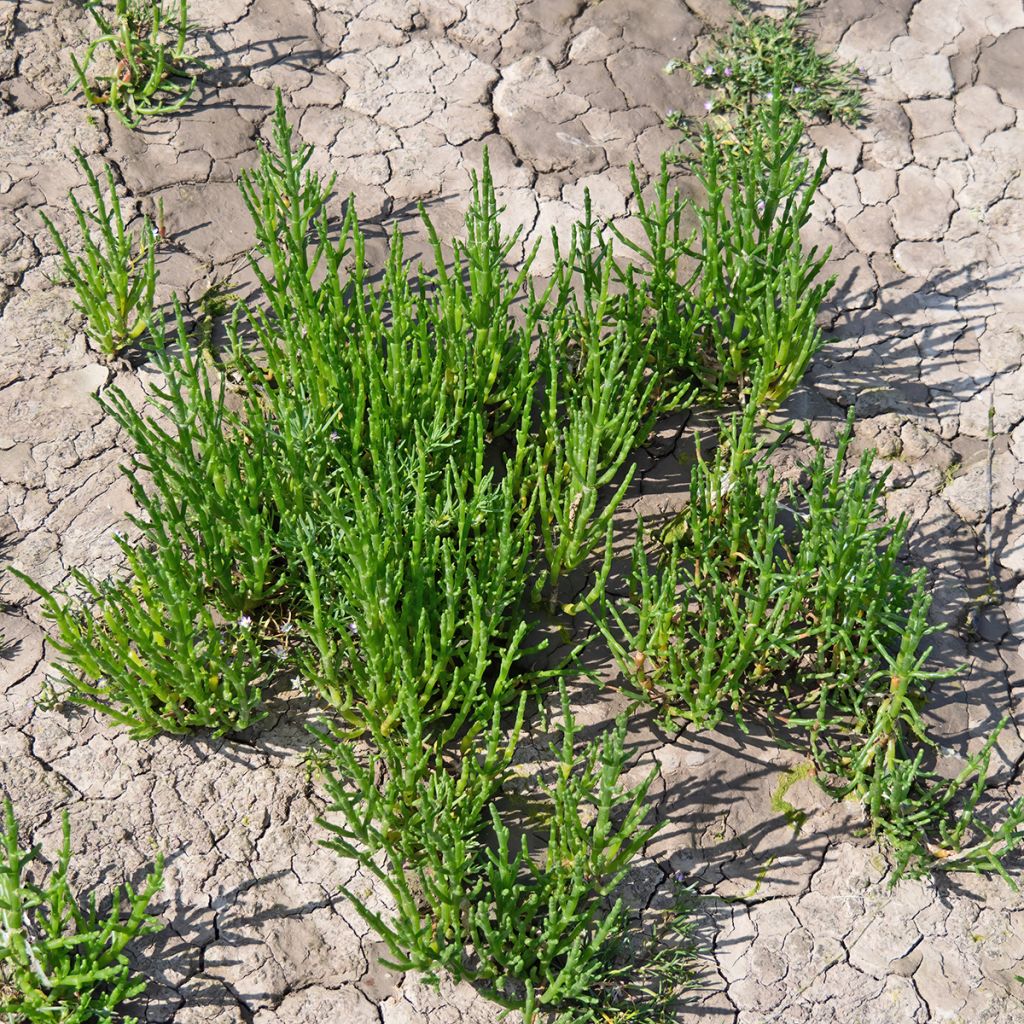 Salicorne d'Europe, Cornichon de mer - Salicornia europaea