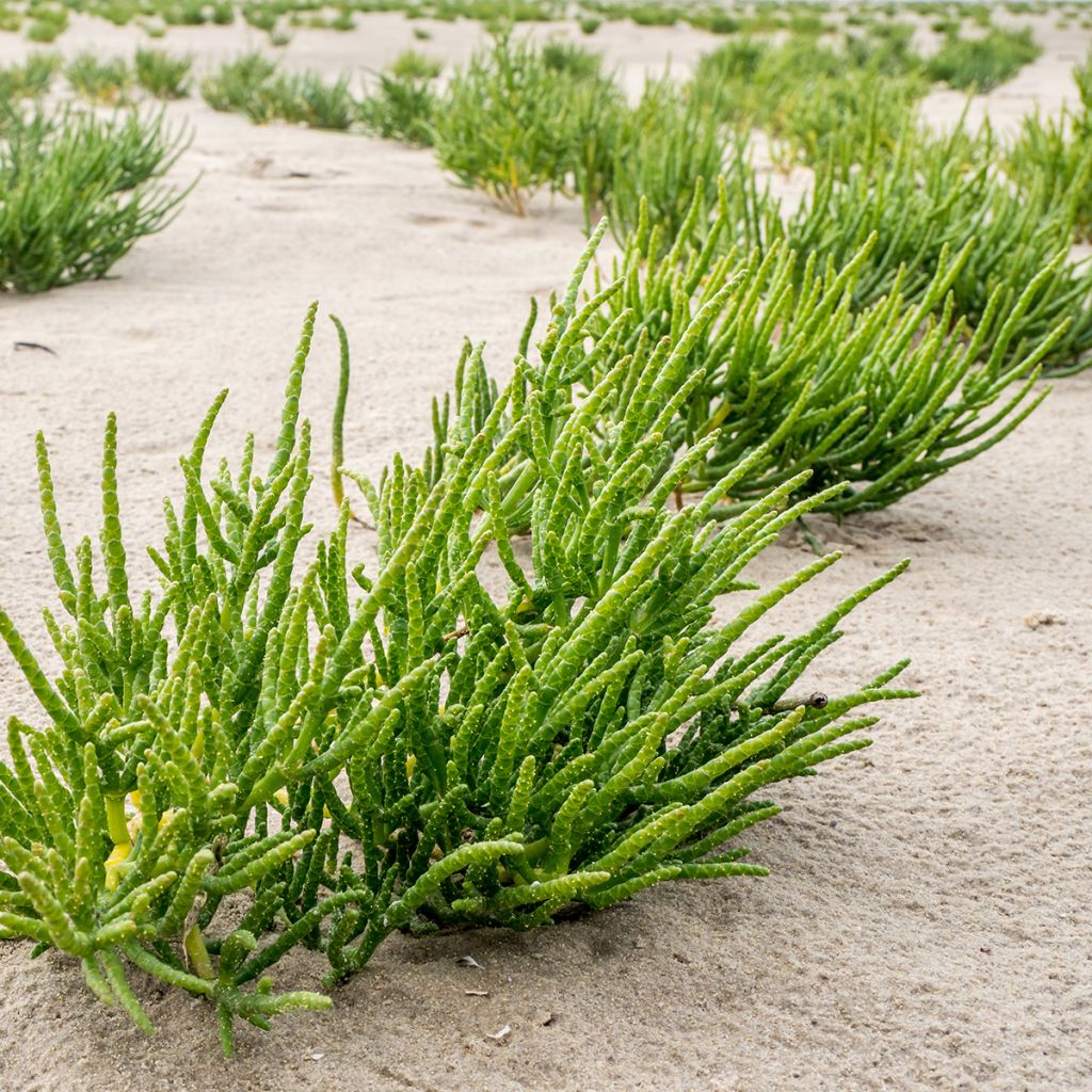 Salicorne d'Europe, Cornichon de mer - Salicornia europaea