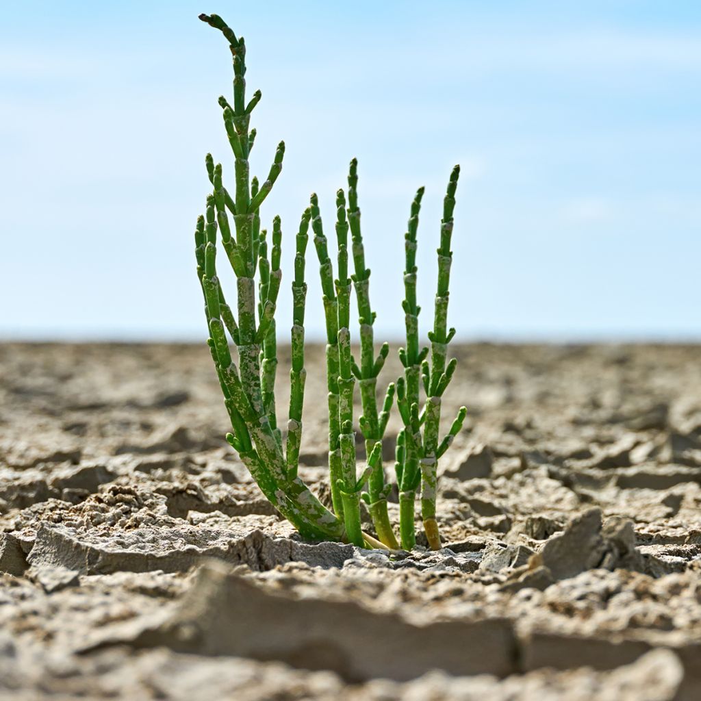 Salicorne d'Europe, Cornichon de mer - Salicornia europaea